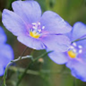 Meet your Posher, Ella grace